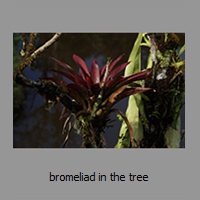 bromeliad in the tree